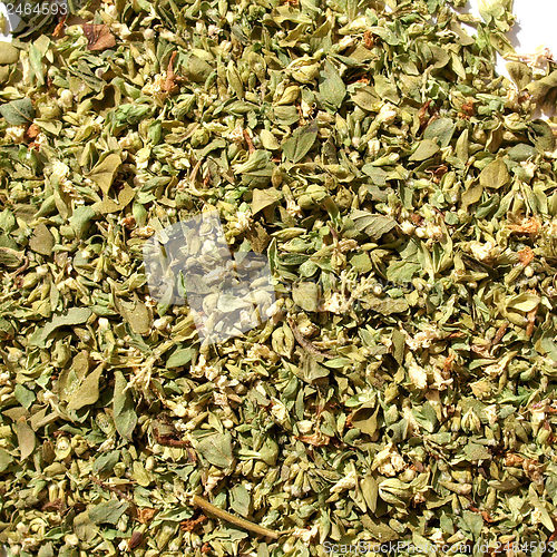 Image of Oregano