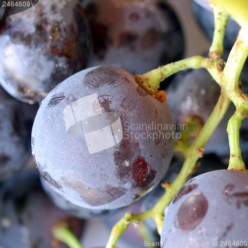 Image of Grape
