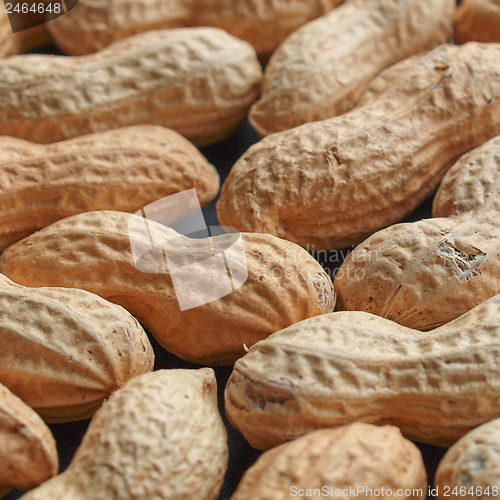 Image of Peanut