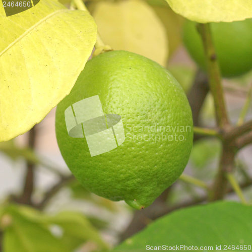 Image of Lemon picture