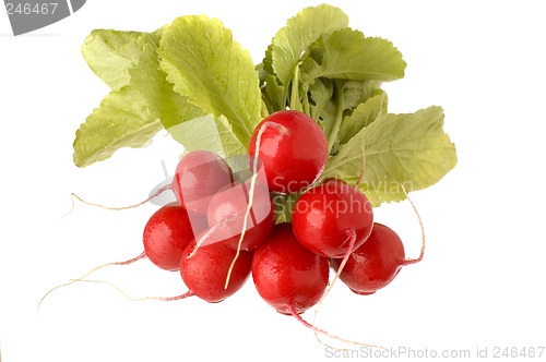 Image of radish