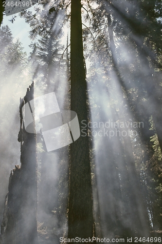 Image of Smoke in forest