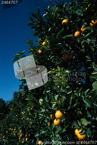 Image of Orange Tree