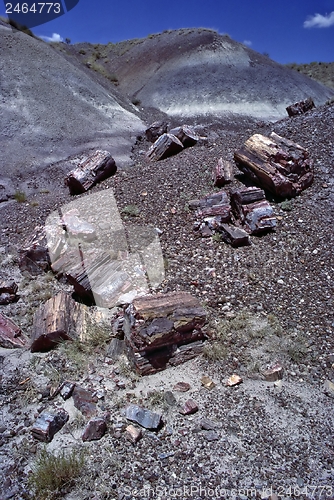 Image of Petrified Forest