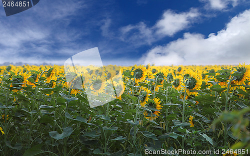 Image of Sunflowers 