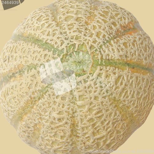 Image of Melon fruit