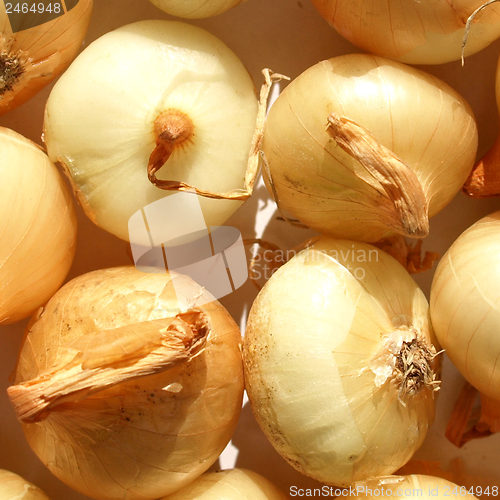 Image of Onions picture