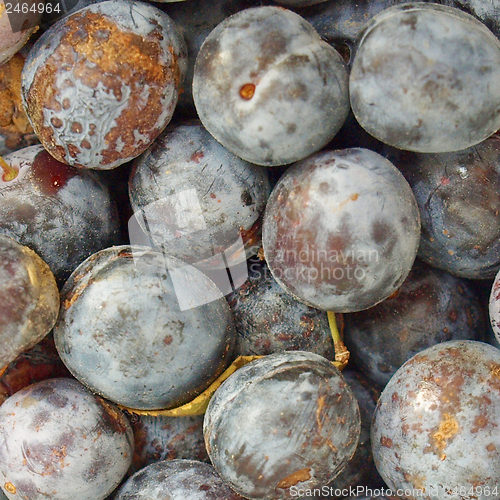 Image of Prunes