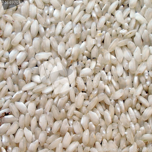 Image of Rice picture