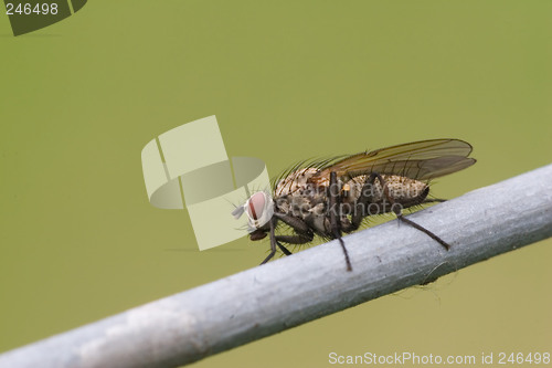 Image of Fly on wire