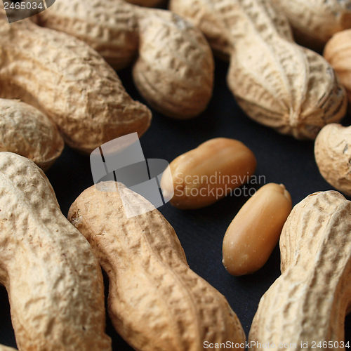 Image of Peanut picture