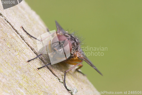 Image of tilted fly