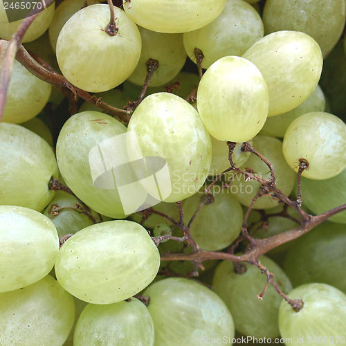 Image of Grape picture