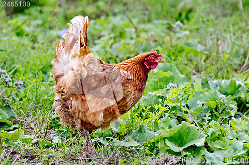 Image of Chicken brown on a background of grass