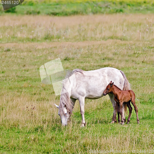 Image of Horse white with a foal in the meadow