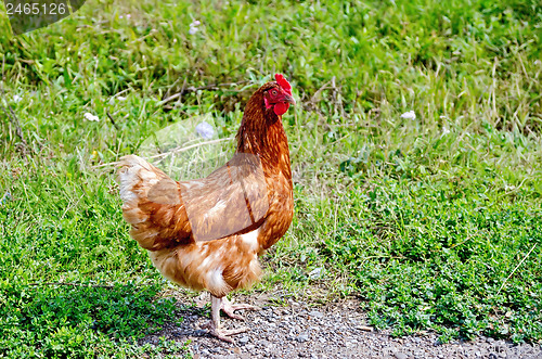 Image of Chicken brown on the meadow