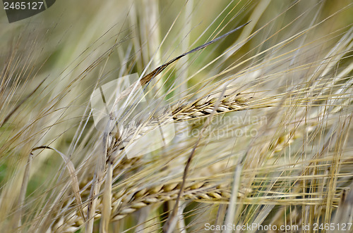 Image of Bread spikelets on the field