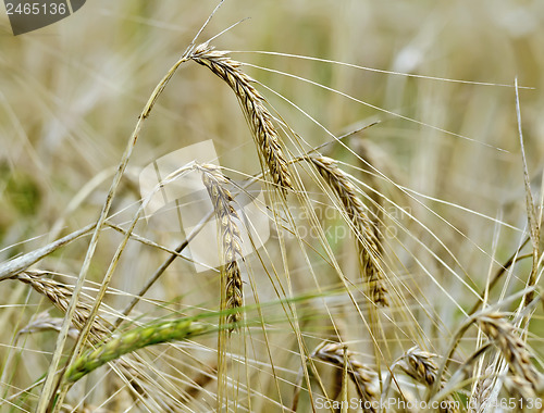 Image of Ears of corn on a background of field