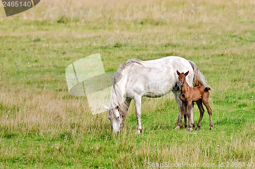 Image of Horse white with bay foal