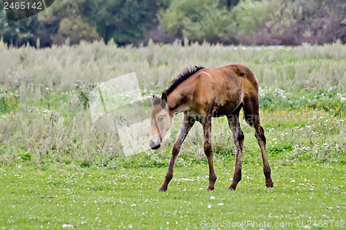 Image of Foal in the meadow