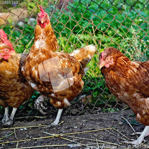 Image of Chicken brown in a henhouse