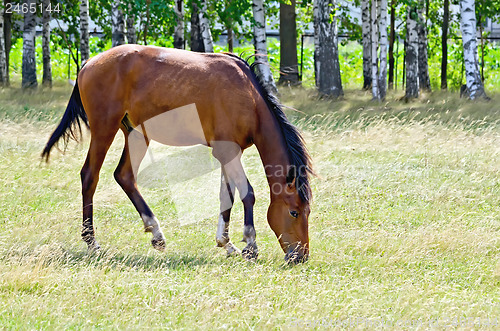 Image of Young bay horse in the field
