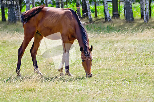 Image of Young bay horse grazing in the meadow