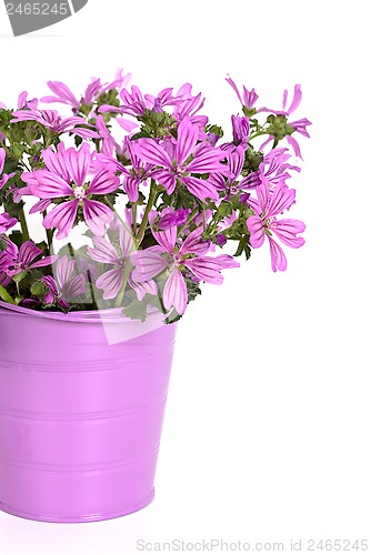Image of wild violet flowers in bucket 