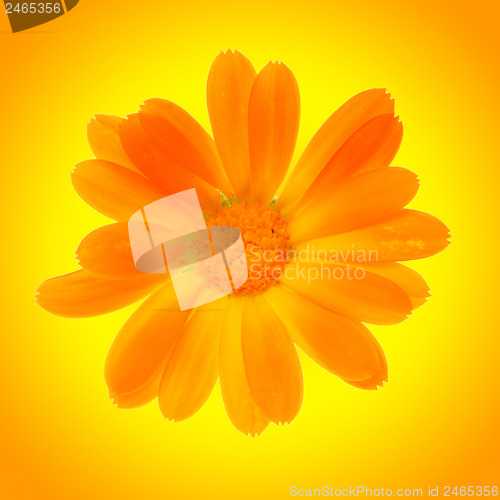 Image of yellow daisy flower