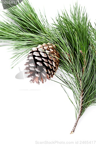 Image of fir tree branch with pinecone 