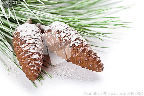 Image of fir tree branch with pinecones 