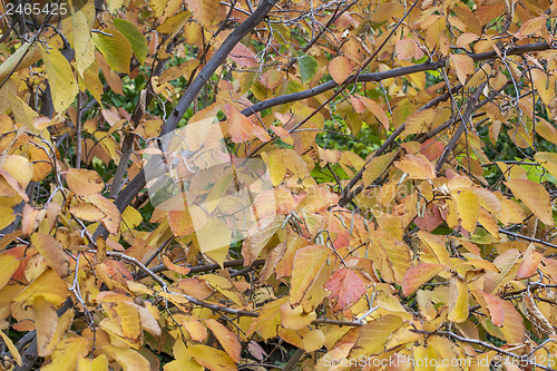 Image of hazelnut tree foliage