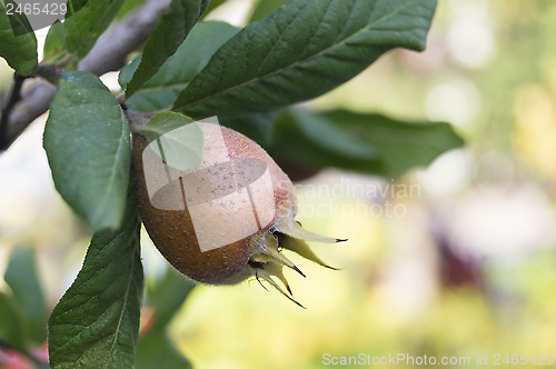 Image of Common medlar