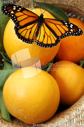 Image of Butterfly on Oranges