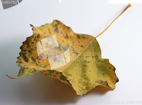 Image of Autumn leaf of a poplar