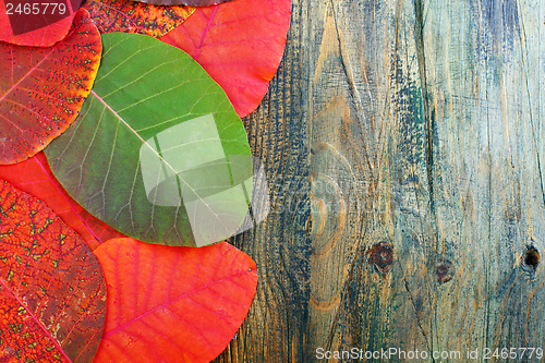 Image of Autumn red and green leaves.