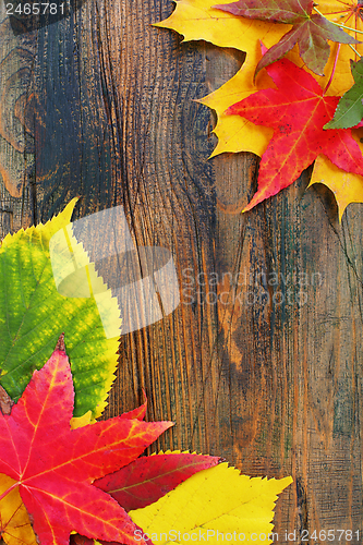 Image of Colorful autumn leaves.