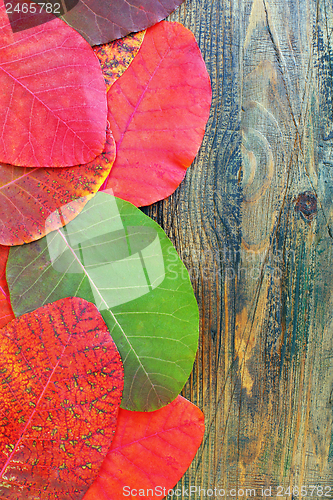 Image of Beautiful autumn leaves.