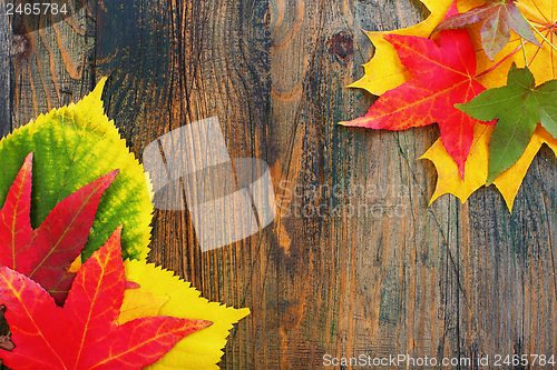 Image of Red, yellow and green leaves.