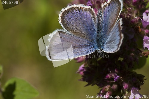 Image of blue butterfly