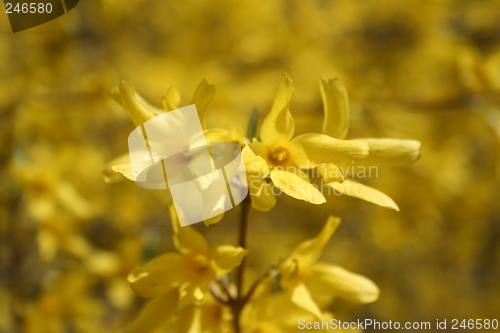 Image of Yellow star