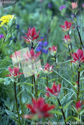 Image of Indian Paintbrush