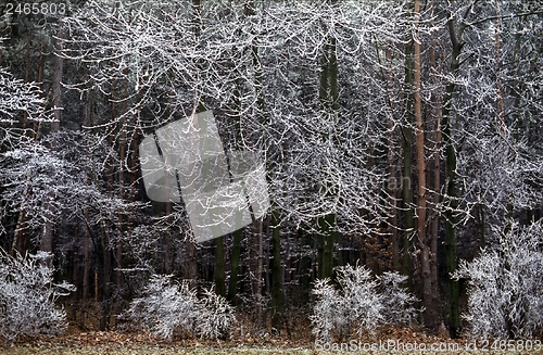 Image of Winter Forest