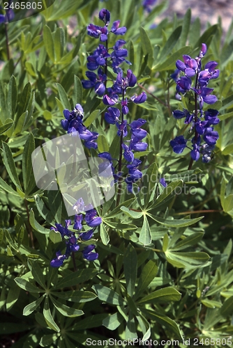Image of Lupines