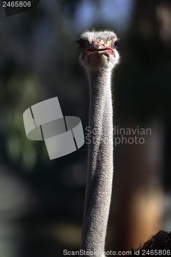 Image of Ostrich