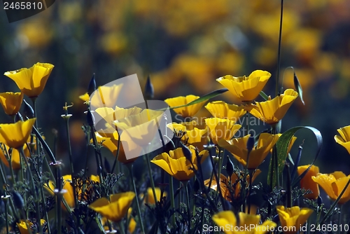 Image of California Poppy