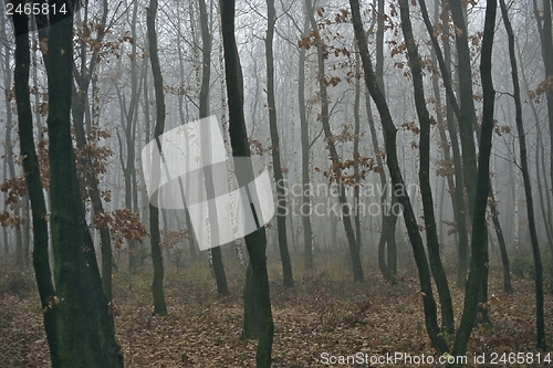 Image of Autumn Forest