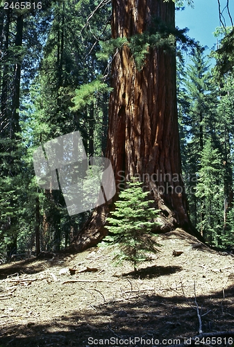 Image of Sequoia
