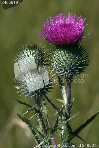 Image of Thistles