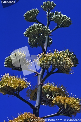 Image of Desert Agave